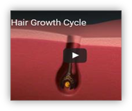 Růst vlasů - cyklus